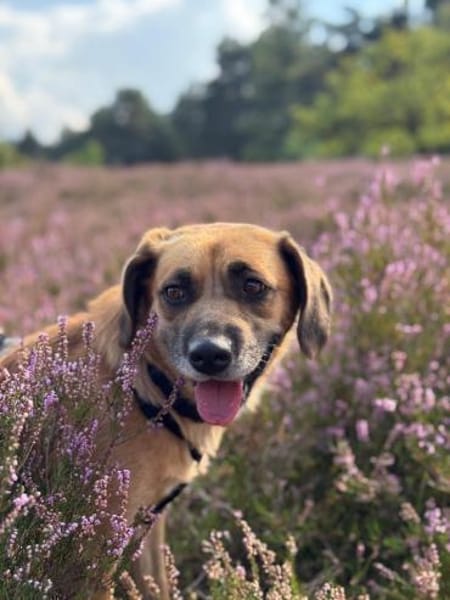 Herzenshund Maria sucht dich!