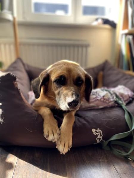 Herzenshund Maria sucht dich!