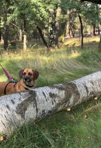 Herzenshund Maria sucht dich!