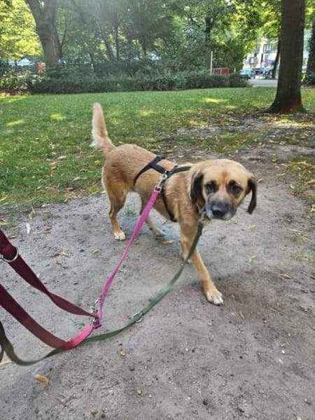 Herzenshund Maria sucht dich!