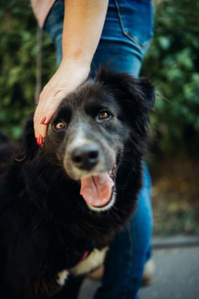 Eira , 3 Jahre alt, sehr freundlich