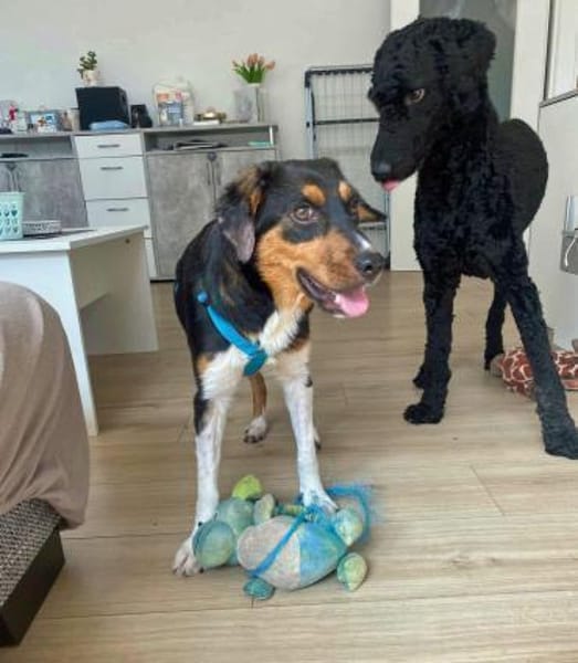 Sonnenschein Leonie - Zuhause gesucht