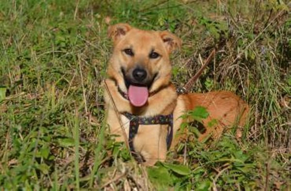 Mateo sucht Zuhause