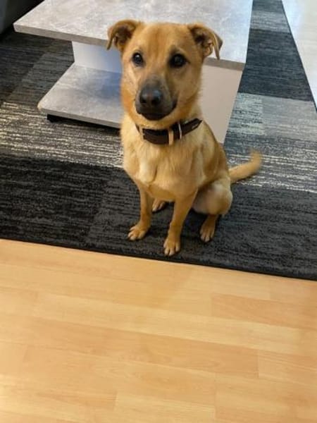 Mateo sucht Zuhause
