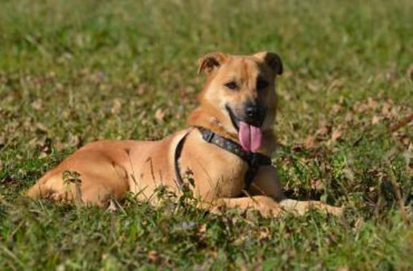 Mateo sucht Zuhause