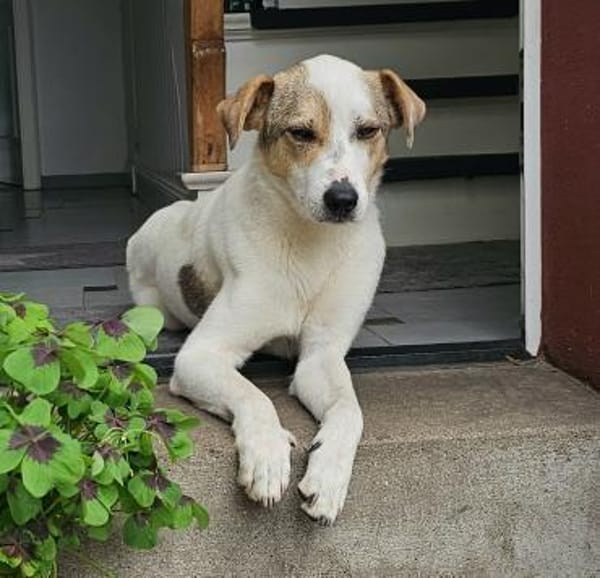 Schmusefreund IVO sucht sein Traumzuhaus
