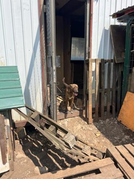 Sabinas Herz wartet auf ein Zuhause.