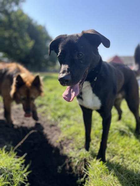 Aktiver Hund sucht seine Menschen