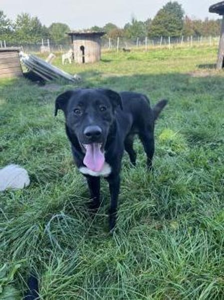 Aktiver Hund sucht seine Menschen