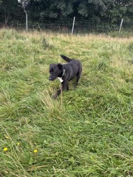 Aktiver Hund sucht seine Menschen