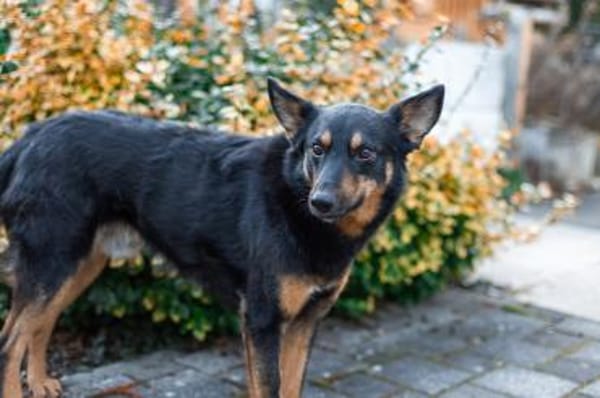 HERO - Wird er dein neuer Held?