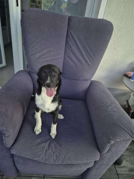 Süße PALOMA sucht ihre Familie