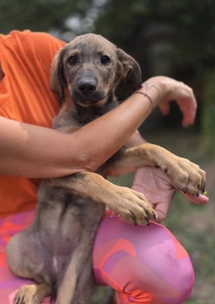 Maddie - das Welpenmädchen aus dem Müll