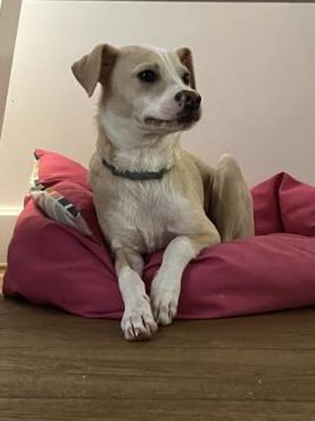 Junge liebe Mila sucht ihre Menschen!