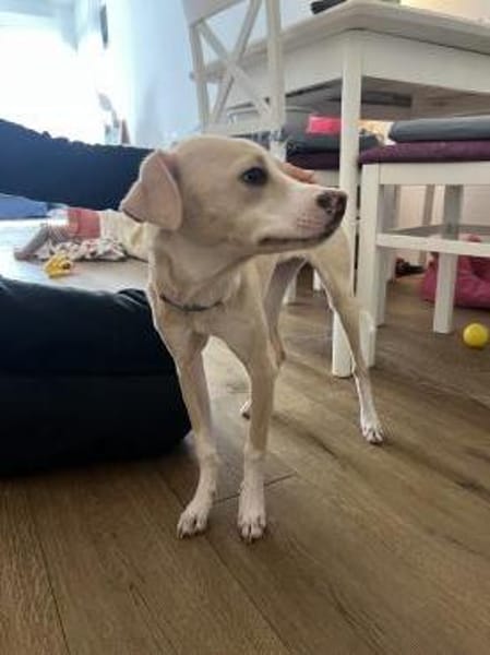 Junge liebe Mila sucht ihre Menschen!