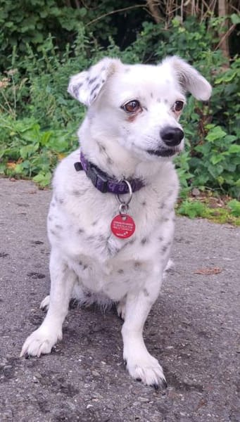 SIMEYA - Goldschatz auf 4 Pfoten 🐾💛