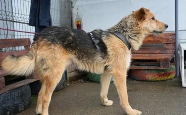 Griffin wartet in seiner Pflegestelle