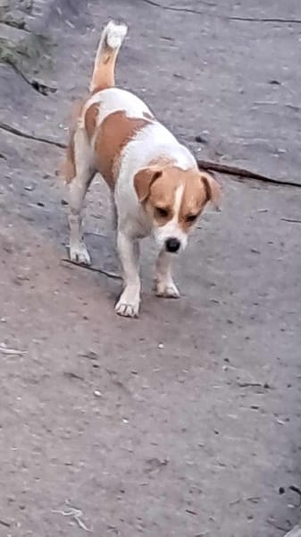 Levi, ein neuer Start, ein neues Glück