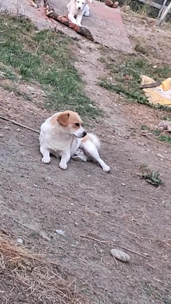 Levi, ein neuer Start, ein neues Glück