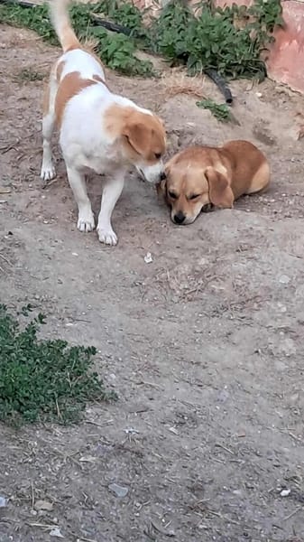 Levi, ein neuer Start, ein neues Glück