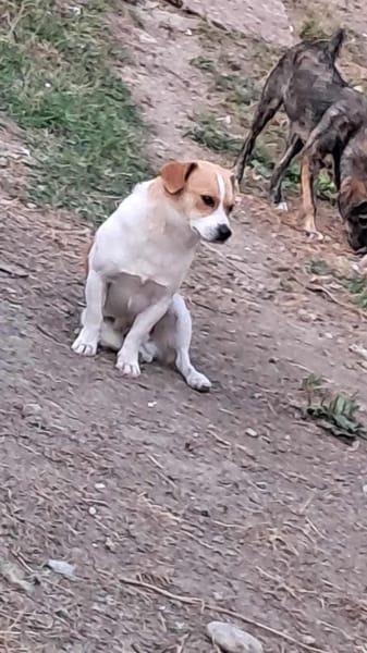 Levi, ein neuer Start, ein neues Glück