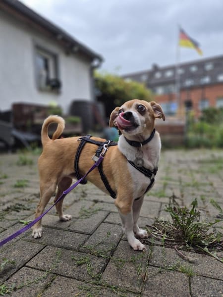 Ozzy sucht sein Zuhause
