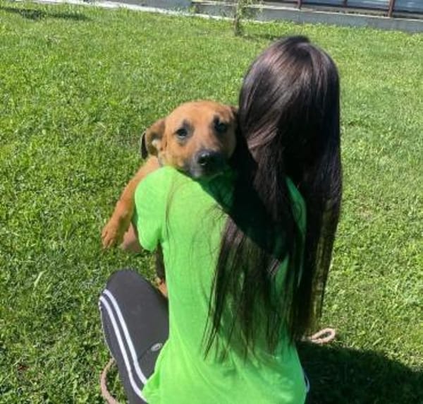 Terrier Mischling sucht aktive Familie