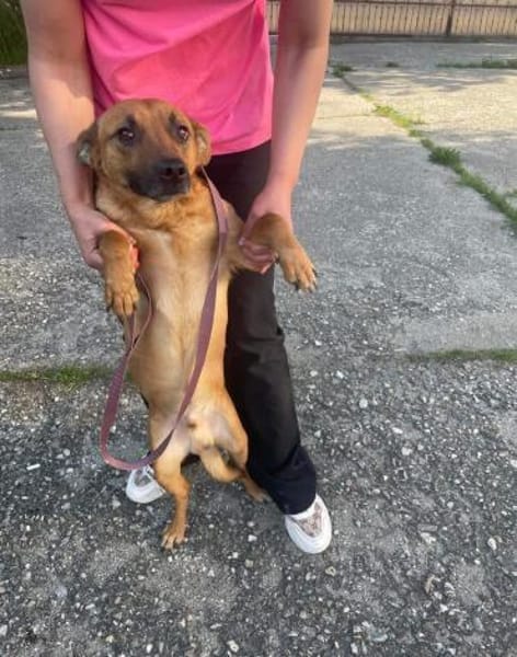 Terrier Mischling sucht aktive Familie