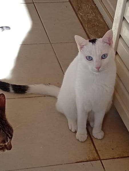 Oscar aus dem Tierschutz