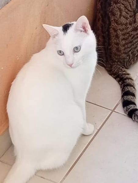 Oscar aus dem Tierschutz
