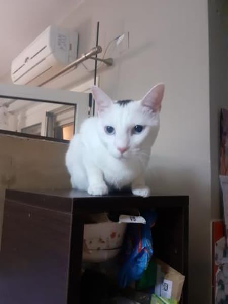Oscar aus dem Tierschutz