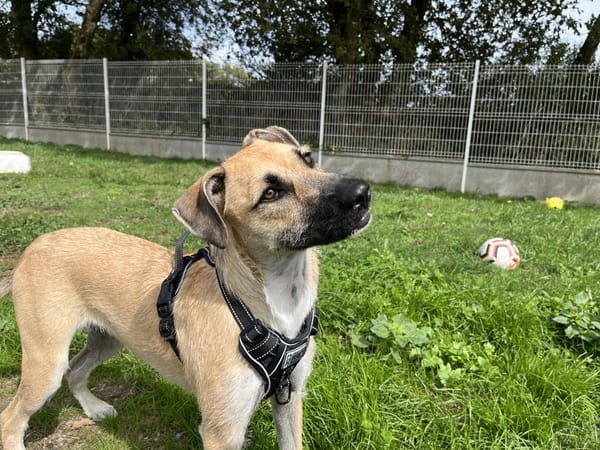 VAIANA DIT NALA