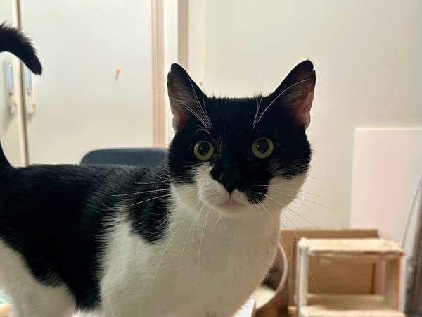 OREO (FIV+)