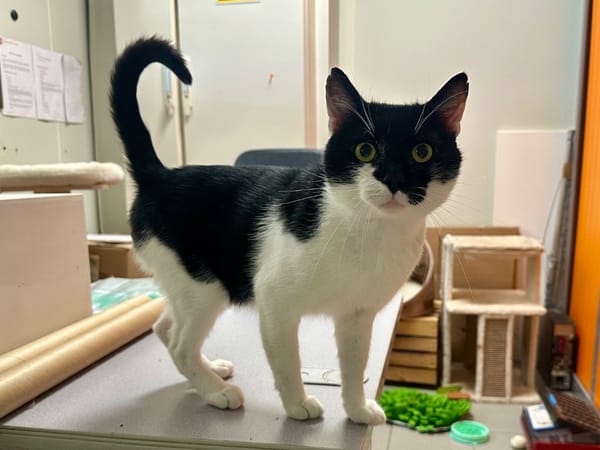 OREO (FIV+)