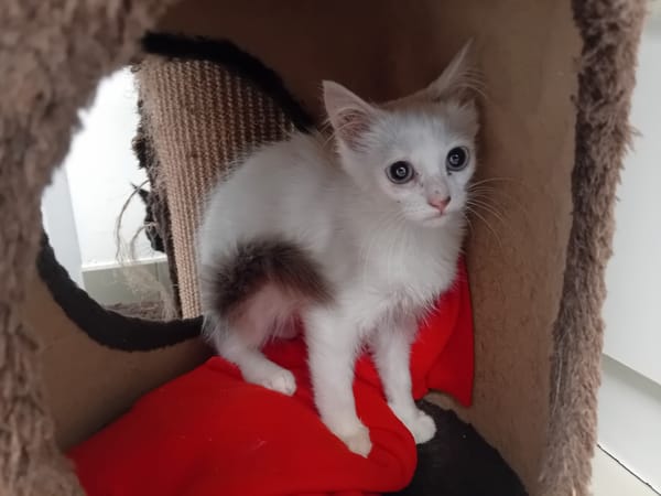 LOKI