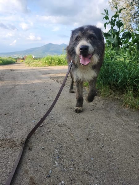 Pierro