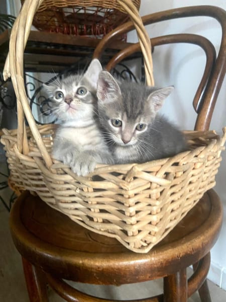 SIOUX ET APACHE