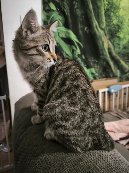 MIMI