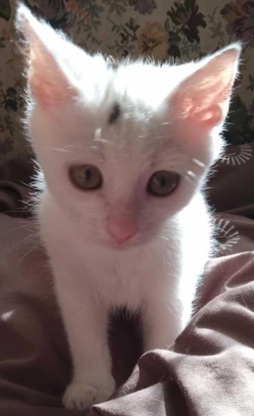 Shiro