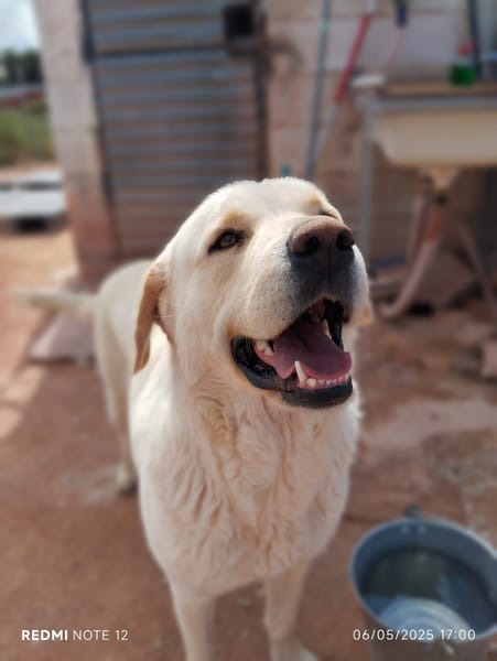 LAYA  (Animalcazar)