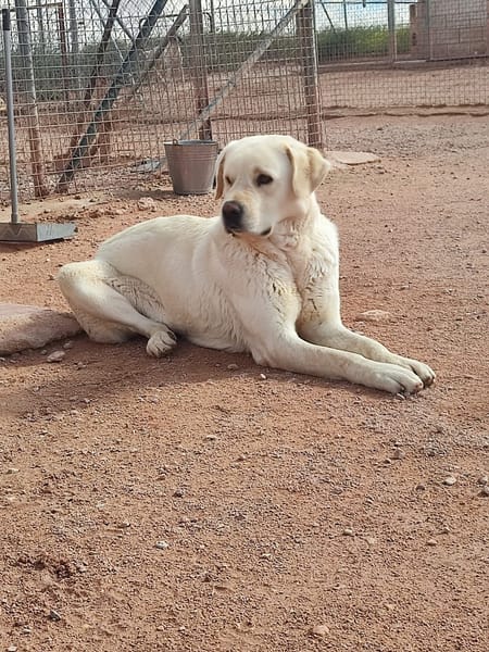 LAYA  (Animalcazar)