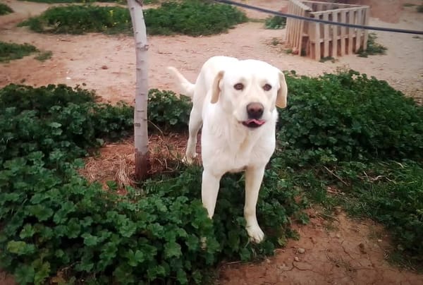 LAYA  (Animalcazar)