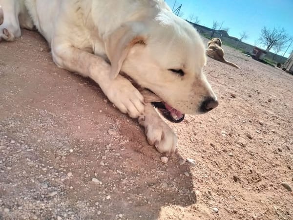 LAYA  (Animalcazar)