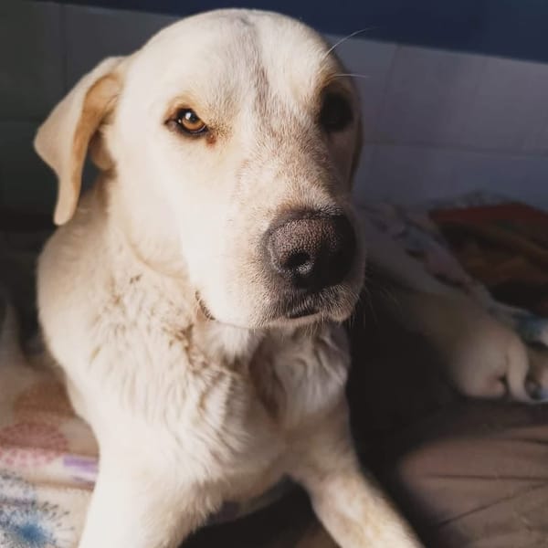 LAYA  (Animalcazar)
