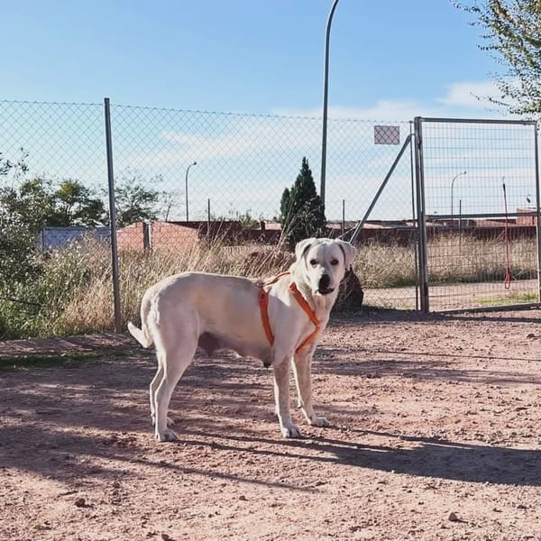 LAYA  (Animalcazar)