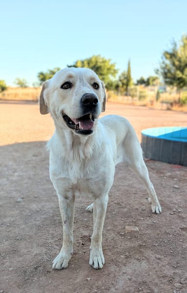 LAYA  (Animalcazar)