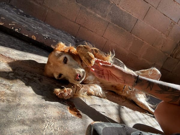 CHULA (Animalcazar)
