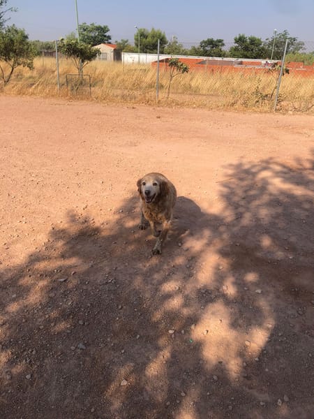 CHULA (Animalcazar)