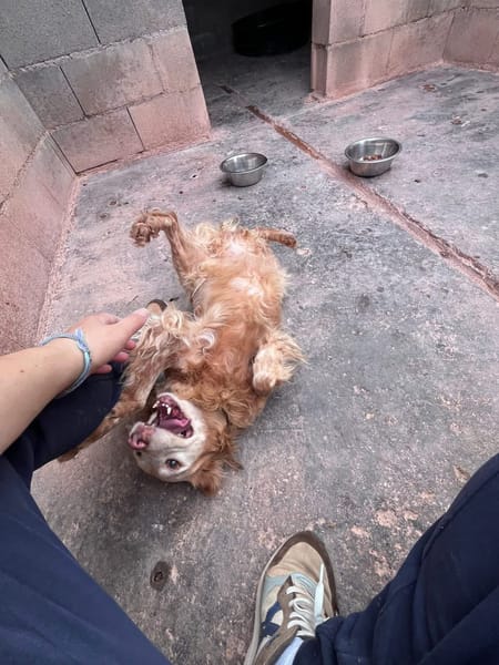 CHULA (Animalcazar)