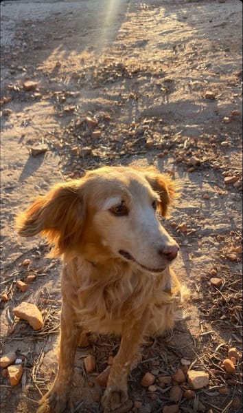 CHULA (Animalcazar)